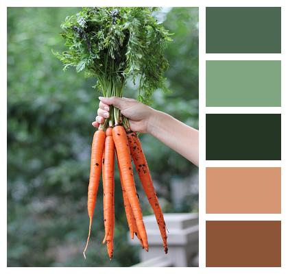 Fresh Root Vegetables Carrots Image